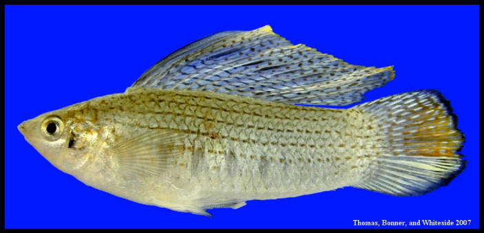 Sailfin on sale molly care